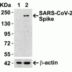 <strong>Figure 6 Overexpression Validation in Spike Transfected 293 Cells </strong><br>Loading: 10 μg per lane of 293 cell lysate. Antibodies: SARS-CoV-2 (COVID-19) Spike RBD, 9087 (4 μg/mL), 1h incubation at RT in 5% NFDM/TBST. Secondary: Goat anti-rabbit IgG HRP conjugate at 1:10000 dilution. Lane 1: WT 293 cells and Lane 2: SARS-CoV-2 Spike overexpressed 293 cells
