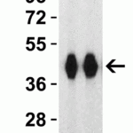 <strong>Figure 7 Western Blot Validation with SARS-CoV-2 (COVID-19) Spike RBD+SD1 Recombinant Protein</strong><br>Loading: 30 ng per lane of SARS-CoV-2  (COVID-19) Spike RBD+SD1 recombinant protein, 10-304.  Antibodies: SARS-CoV-2 (COVID-19) Spike RBD, 9087, 1h incubation at RT  in 5% NFDM/TBST.  Secondary: Goat anti-rabbit IgG HRP conjugate at 1:10000 dilution. Lane 1: 1 µg/mL and Lane 2: 2 µg/mL.