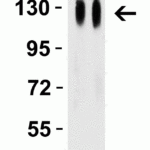 <strong>Figure 11 Western Blot Validation with SARS-CoV-2 (COVID-19) Spike Recombinant Protein </strong><br>Loading: 50 ng per lane of SARS-CoV-2  (COVID-19) Spike S1 recombinant protein (97-087).  Antibodies: SARS-CoV-2 (COVID-19) Spike RBD, 9087, 1h incubation at RT  in 5% NFDM/TBST.  Secondary: Goat anti-rabbit IgG HRP conjugate at 1:10000 dilution. Lane 1: 2.5 µg/mL and Lane 2: 5 µg/mL.