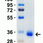 <strong>Figure 2 SDS-PAGE Validation with SARS-CoV-2 (COVID-19) Spike RBD Recombinant Protein </strong><br>Loading: 1 μg SARS-CoV-2  (COVID-19) Spike RBD recombinant protein, 10-303.  Observed: 35kD