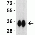<strong>Figure 3 Western Blot Validation with SARS-CoV-2 (COVID-19) Spike RBD Recombinant Protein </strong><br>Loading: 30 ng per lane of SARS-CoV-2  (COVID-19) Spike RBD recombinant protein, 10-303.  Antibodies: SARS-CoV-2 (COVID-19) Spike RBD, 9087, 1h incubation at RT  in 5% NFDM/TBST.  Secondary: Goat anti-rabbit IgG HRP conjugate at 1:10000 dilution. Lane 1: 1 μg/mL and Lane 2: 2 μg/mL.