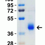 <strong>Figure 2 SDS-PAGE Validation with SARS-CoV-2 (COVID-19) Spike RBD+SD1 Recombinant Protein</strong><br>Loading: 1 μg SARS-CoV-2  (COVID-19) Spike RBD+SD1 recombinant protein, 10-304.  Observed: 40kD