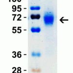 <strong>Figure 2 SDS-PAGE Validation with SARS-CoV-2 (COVID-19) Spike RBD+SD1+SD2 Recombinant Protein</strong><br>Loading: 1 μg SARS-CoV-2  (COVID-19) Spike RBD+SD1+SD2 recombinant protein, 10-305. Observed: 70kD
