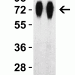 <strong>Figure 3 Western Blot Validation with SARS-CoV-2 (COVID-19) Spike RBD+SD1+SD2 Recombinant Protein</strong><br>Loading: 30 ng per lane of SARS-CoV-2  (COVID-19) Spike RBD+SD1+SD2 recombinant protein, 10-305. Antibodies: SARS-CoV-2 (COVID-19) Spike RBD, 9087, 1h incubation at RT  in 5% NFDM/TBST.  Secondary: Goat anti-rabbit IgG HRP conjugate at 1:10000 dilution. Lane 1: 1 μg/mL and Lane 2: 2 μg/mL.