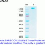 SARS-CoV-2 (COVID-19) Spike S Trimer Recombinant on Tris-Bis PAGE under reduced condition. The purity is great than 95%.