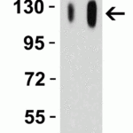 <strong>Figure 9 Western Blot Validation with SARS-CoV-2 (COVID-19) Spike Recombinant Protein</strong><br>Loading: 50 ng per lane of SARS-CoV-2 (COVID-19) Spike S1 recombinant protein (97-087). Antibodies: SARS-CoV-2 (COVID-19) Spike 1, 9083, 1h incubation at RT in 5% NFDM/TBST. Secondary: Goat anti-rabbit IgG HRP conjugate at 1:10000 dilution. Lane 1: 1 μg/mL and Lane 2: 2 μg/mL