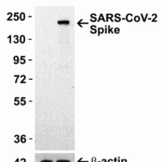 <strong>Figure 6 Overexpression Validation in Spike Transfected 293 Cells </strong><br>Loading: 10 μg per lane of 293 cell lysate. Antibodies: SARS-CoV-2 (COVID-19) Spike S1, 9083 (1 μg/mL), 1h incubation at RT in 5% NFDM/TBST. Secondary: Goat anti-rabbit IgG HRP conjugate at 1:10000 dilution. Lane 1: WT 293 cells and Lane 2: SARS-CoV-2 Spike overexpressed 293 cells