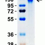 <strong>Figure 2 SDS-PAGE Validation with SARS-CoV-2 (COVID-19) Spike S1 Recombinant Protein </strong><br>Loading: 1 μg SARS-CoV-2  (COVID-19) Spike S1 recombinant protein, 10-300.  Observed: 125kD