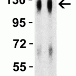 <strong>Figure 4 Western Blot Validation with SARS-CoV-2 (COVID-19) Spike S1 Recombinant Protein </strong><br>Loading: 30 ng per lane of SARS-CoV-2  (COVID-19) Spike S1 recombinant protein, 10-300.  Antibodies: SARS-CoV-2 (COVID-19) Spike S1, 9091, 1h incubation at RT  in 5% NFDM/TBST.  Secondary: Goat anti-rabbit IgG HRP conjugate at 1:10000 dilution. Lane 1: 1 μg/mL and Lane 2: 2 μg/mL.