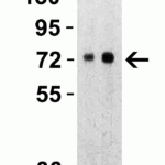 <strong>Figure 1 Western Blot Validation with SARS-CoV-2 (COVID-19) Spike S2 ECD Recombinant Protein</strong><br>Loading: 30 ng per lane of SARS-CoV-2  (COVID-19) Spike S2 ECD recombinant protein, 10-115.  Antibodies: SARS-CoV-2 (COVID-19) Spike S2, 9119, 1h incubation at RT  in 5% NFDM/TBST.  Secondary: Goat anti-rabbit IgG HRP conjugate at 1:10000 dilution. Lane 1: 1 μg/mL and Lane 2: 2 μg/mL.