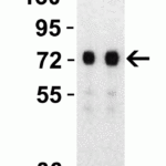 <strong>Figure 3 Western Blot Validation with SARS-CoV-2 (COVID-19) Spike S2 ECD Recombinant Protein</strong><br>Loading: 30 ng per lane of SARS-CoV-2  (COVID-19) Spike S2 ECD recombinant protein, 10-115.  Antibodies: SARS-CoV-2 (COVID-19) Spike S2, 9123, 1h incubation at RT  in 5% NFDM/TBST.  Secondary: Goat anti-rabbit IgG HRP conjugate at 1:10000 dilution. Lane 1: 1 μg/mL and Lane 2: 2 μg/mL.