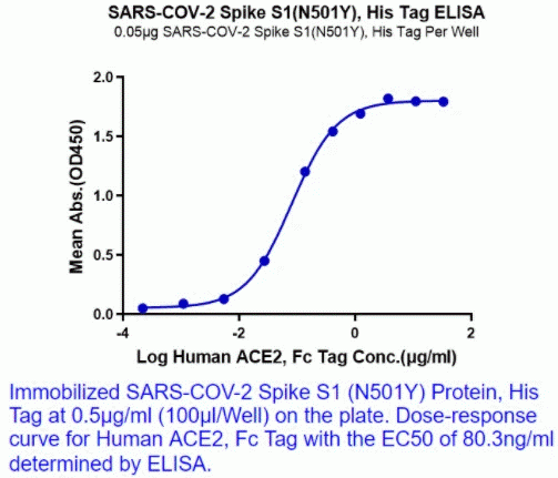 SARS-CoV-2 (COVID-19) UK variant (B.1.1.7) Spike S1 (N501Y) Recombinant Protein