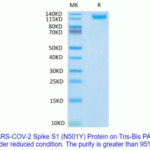 SARS-COV2 S protein Spike S1 (N501Y) on Tris-Bis PAGE under reduced condition. The purity is great than 95%.