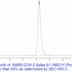 The purity of SARS-COV-2 S protein Spike S1 (N501Y) is greater than 95% as determiend by SEC-HPLC.