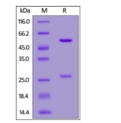 SARS-CoV-2RBD Potent NeutralizingAntibody, monoclonal, Chimeric