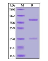 SARS-CoV-2Spike RBD NeutralizingAntibody, monoclonal