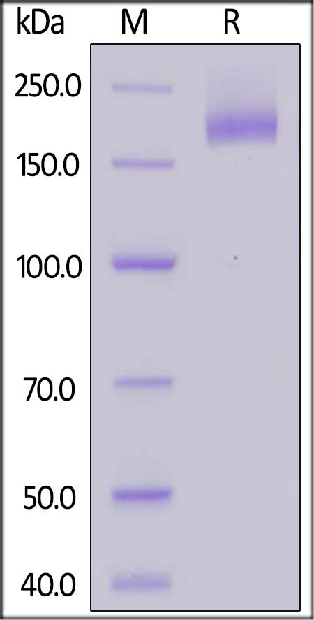 SARS-CoV-2 (COVID-19) S Recombinant Protein (R667A,  K968P, V969P)
