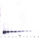 To detect rat SCF by Western Blot analysis this antibody can be used at a concentration of 0.1 - 0.2 ug/ml. Used in conjunction with compatible secondary reagents the detection limit for recombinant rat SCF is 1.5 - 3.0 ng/lane, under either reducing or non-reducing conditions.