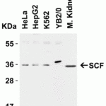 <strong>Western Blot Validation in Cell Lines and Tissues of Human, Mouse and Rat</strong><br>Loading: 15 μg of lysates per lane.Antibodies: SCF 5165 (1 μg/mL),  1h incubation at RT  in 5% NFDM/TBST.Secondary: Goat anti-rabbit IgG HRP conjugate at 1:10000 dilution.