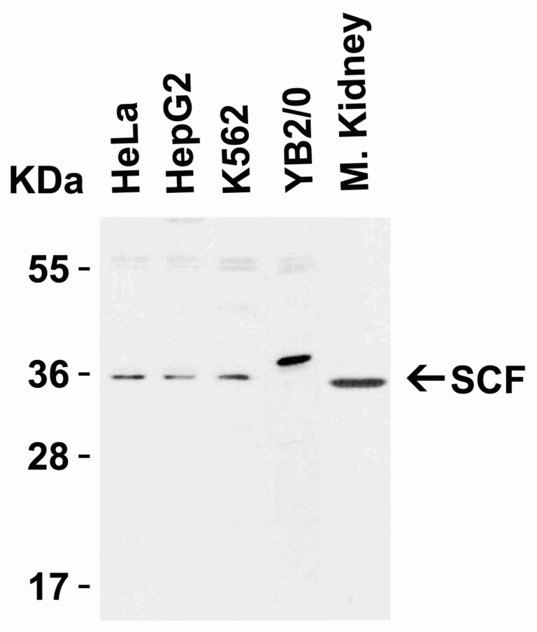 SCF Antibody