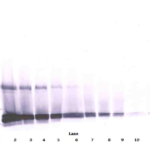 To detect hSCF by Western Blot analysis this antibody can be used at a concentration of 0.1-0.2 ug/ml. Used in conjunction with compatible secondary reagents the detection limit for recombinant hSCF is 1.5-3.0 ng/lane, under either reducing or non-reducing conditions.