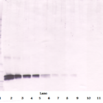 To detect hSCF by Western Blot analysis this antibody can be used at a concentration of 0.1-0.2 ug/ml. Used in conjunction with compatible secondary reagents the detection limit for recombinant hSCF is 1.5-3.0 ng/lane, under either reducing or non-reducing conditions.