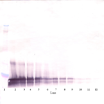 To detect mSCF by Western Blot analysis this antibody can be used at a concentration of 0.1-0.2 ug/ml. Used in conjunction with compatible secondary reagents the detection limit for recombinant mSCF is 1.5-3.0 ng/lane, under either reducing or non-reducing conditions.