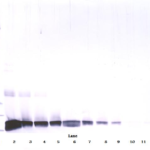 To detect rat SCF by Western Blot analysis this antibody can be used at a concentration of 0.1 - 0.2 ug/ml. Used in conjunction with compatible secondary reagents the detection limit for recombinant rat SCF is 1.5 - 3.0 ng/lane, under either reducing or non-reducing conditions.
