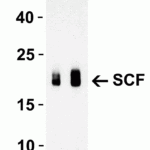 <strong>Western Blot Validation with Recombinant Protein</strong><br>Loading: 30 ng of human SCF recombinant protein per lane.Antibodies: SCF 5165 (Lane 1: 1 μg/mL and Lane 2: 2 μg/mL), 1h incubation at RT  in 5% NFDM/TBST.Secondary: Goat anti-rabbit IgG HRP conjugate at 1:10000 dilution.Observed at around 20kD.