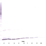 To detect rat SCF by Western Blot analysis this antibody can be used at a concentration of 0.1 - 0.2 ug/ml. Used in conjunction with compatible secondary reagents the detection limit for recombinant rat SCF is 1.5 - 3.0 ng/lane, under either reducing or non-reducing conditions.