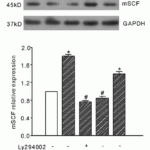 <strong>Regulated Expression Validation of SCF in Gastric Smooth Muscle Cells (GSMCs) of Mice  (Zhang et al., 2016) </strong><br>WB analysis of protein expression level of SCF detected by anti-SCF antibody (5165). GSMCs were treated with PI3K inhibitor (LY294002), AT1R inhibitor (ZD7155) and AT2R inhibitor (PD123319) before Ang II treatment. Ang II (10<sup>-8</sup>mol/L) significantly increased SCF protein expression, which was reduced by treatment of LY294002 and ZD7155.