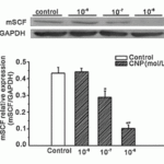 <strong>Regulated Expression Validation of SCF in GSMCs of Normal Mice  (Wu et al., 2013) </strong><br>WB analysis of protein expression level of SCF detected by anti-SCF antibody (5165). GSMCs were treated with C-type natriuretic peptide (CNP) at different doses for 48hr. CNP(10<sup>-7</sup>mol/L and 10<sup>-6</sup>mol/L) significantly decreased SCF protein expression level as compared to the control group.