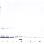 To detect rat SCF by Western Blot analysis this antibody can be used at a concentration of 0.1 - 0.2 ug/ml. Used in conjunction with compatible secondary reagents the detection limit for recombinant rat SCF is 1.5 - 3.0 ng/lane, under either reducing or non-reducing conditions.