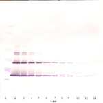 To detect hSCF by Western Blot analysis this antibody can be used at a concentration of 0.1-0.2 ug/ml. Used in conjunction with compatible secondary reagents the detection limit for recombinant hSCF is 1.5-3.0 ng/lane, under either reducing or non-reducing conditions.
