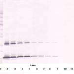 To detect hSCF by Western Blot analysis this antibody can be used at a concentration of 0.1-0.2 ug/ml. Used in conjunction with compatible secondary reagents the detection limit for recombinant hSCF is 1.5-3.0 ng/lane, under either reducing or non-reducing conditions.