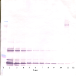 To detect mSCF by Western Blot analysis this antibody can be used at a concentration of 0.1-0.2 ug/ml. Used in conjunction with compatible secondary reagents the detection limit for recombinant mSCF is 1.5-3.0 ng/lane, under either reducing or non-reducing conditions.