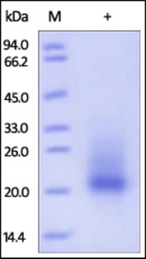 SCF Recombinant Protein