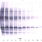 To detect hSCGF-beta by Western Blot analysis this antibody can be used at a concentration of 0.1 - 0.2 ug/ml. Used in conjunction with compatible secondary reagents the detection limit for recombinant hSCGF-beta is 1.5 - 3.0 ng/lane, under either reducing or non-reducing conditions.