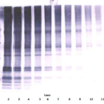 To detect Human SCGF-beta by Western Blot analysis this antibody can be used at a concentration of 0.1- 0.2 ug/ml. When used in conjunction with compatible secondary reagents, the detection limit for recombinant Human SCGF-beta is 1.5-3.0 ng/lane, under either reducing or non-reducing conditions.