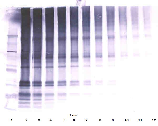 SCGF-B Antibody (biotin)