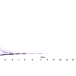 To detect Human SDF-1-beta by Western Blot analysis this antibody can be used at a concentration of 0.1-0.2 ug/ml. When used in conjunction with compatible secondary reagents, the detection limit for recombinant Human SDF-1-beta is 1.5-3.0 ng/lane, under either reducing or non-reducing conditions.