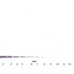 To detect Human SDF-1-beta by Western Blot analysis this antibody can be used at a concentration of 0.1 - 0.2 ug/ml. When used in conjunction with compatible secondary reagents, the detection limit for recombinant Human SDF-1-beta is 1.5 - 3.0 ng/lane, under either reducing or non-reducing conditions.