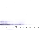 To detect Human SDF-1-alpha by Western Blot analysis this antibody can be used at a concentration of 0.1 - 0.2 ug/ml. When used in conjunction with compatible secondary reagents, the detection limit for recombinant Human SDF-1-alpha is 1.5 - 3.0 ng/lane, under either reducing or non-reducing conditions.