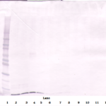 To detect Murine SDF-1-alpha by Western Blot analysis this antibody can be used at a concentration of 0.1 - 0.2 ug/ml. When used in conjunction with compatible secondary reagents, the detection limit for recombinant Murine SDF-1-alpha is 1.5 - 3.0 ng/lane, under either reducing or non-reducing conditions.