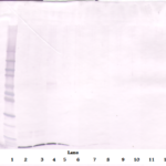 To detect Murine SDF-1-alpha by Western Blot analysis this antibody can be used at a concentration of 0.1 - 0.2 ug/ml. When used in conjunction with compatible secondary reagents, the detection limit for recombinant Murine SDF-1-alpha is 1.5 - 3.0 ng/lane, under either reducing or non-reducing conditions.