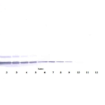 To detect Human SDF-1-alpha by Western Blot analysis this antibody can be used at a concentration of 0.1-0.2 ug/ml. When used in conjunction with compatible secondary reagents, the detection limit for recombinant Human SDF-1-alpha is 1.5-3.0 ng/lane, under either reducing or non-reducing conditions.