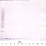 To detect Murine SDF-1-alpha by Western Blot analysis this antibody can be used at a concentration of 0.1 - 0.2 ug/ml. When used in conjunction with compatible secondary reagents, the detection limit for recombinant Murine SDF-1-alpha is 1.5 - 3.0 ng/lane, under either reducing or non-reducing conditions.