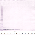 To detect Murine SDF-1-alpha by Western Blot analysis this antibody can be used at a concentration of 0.1 - 0.2 ug/ml. When used in conjunction with compatible secondary reagents, the detection limit for recombinant Murine SDF-1-alpha is 1.5 - 3.0 ng/lane, under either reducing or non-reducing conditions.