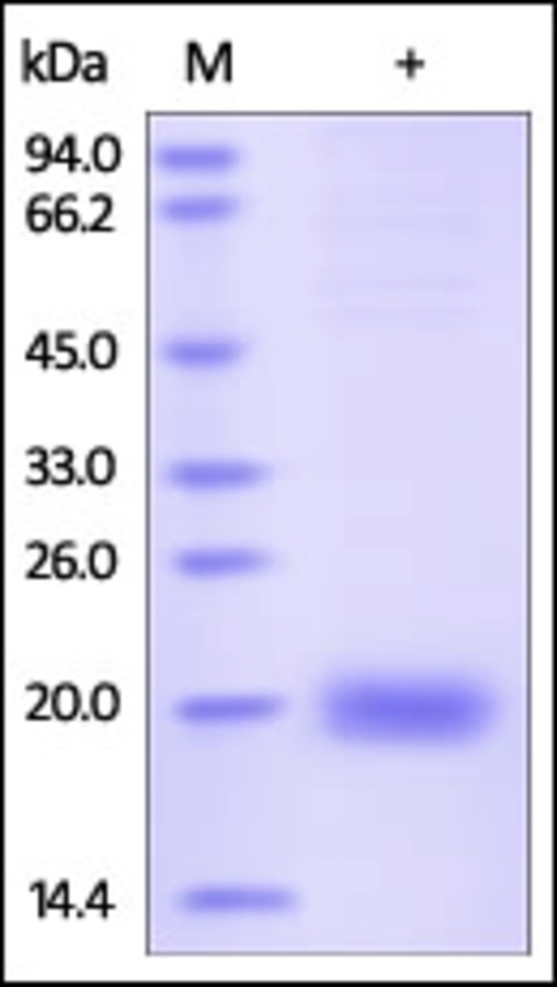 SECTM1 Recombinant Protein
