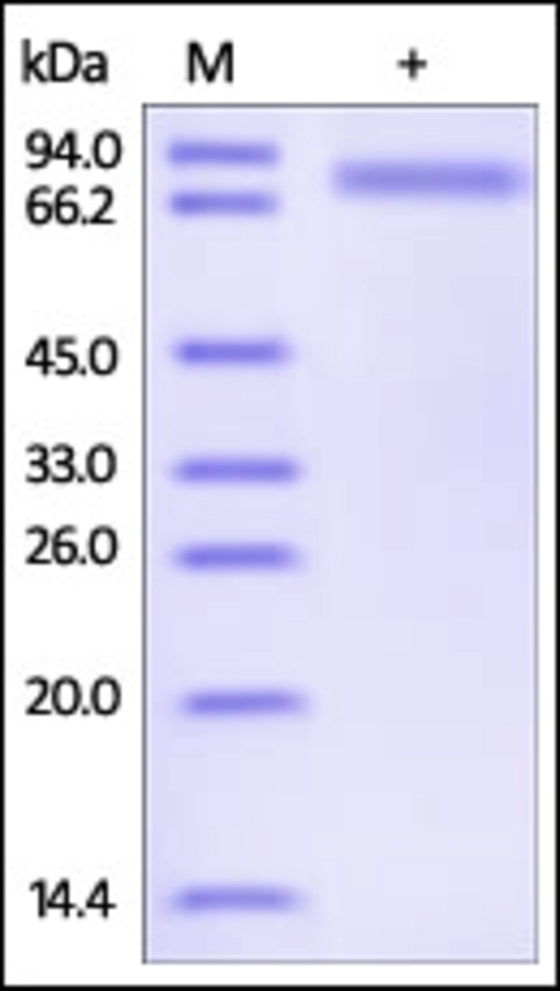 SERPIND1 Recombinant Protein